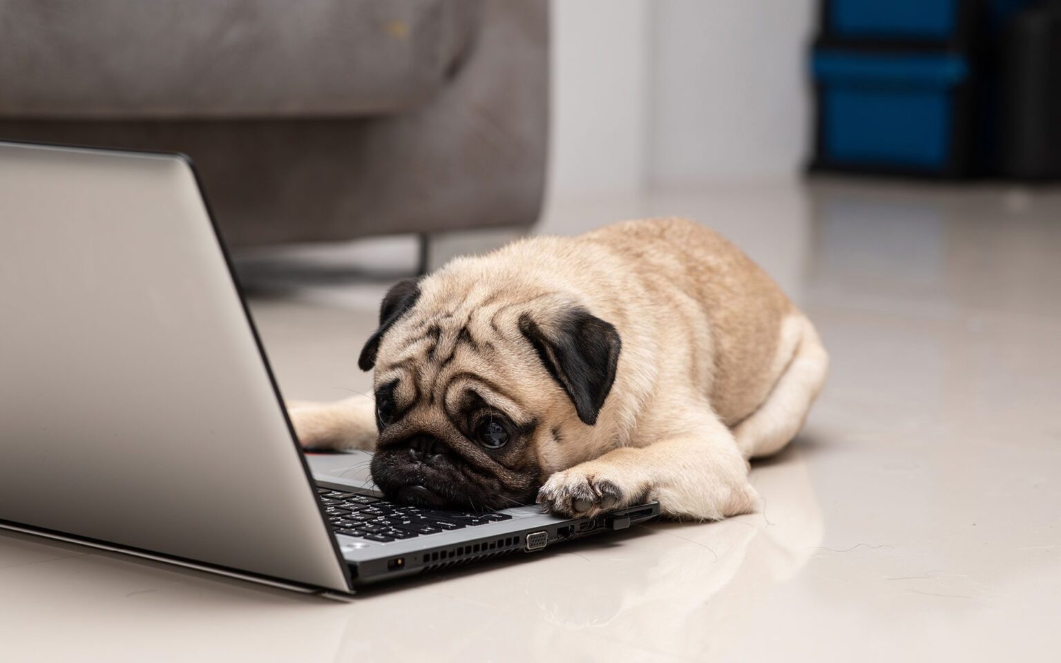 Pug resting chin on laptop, looking sad working