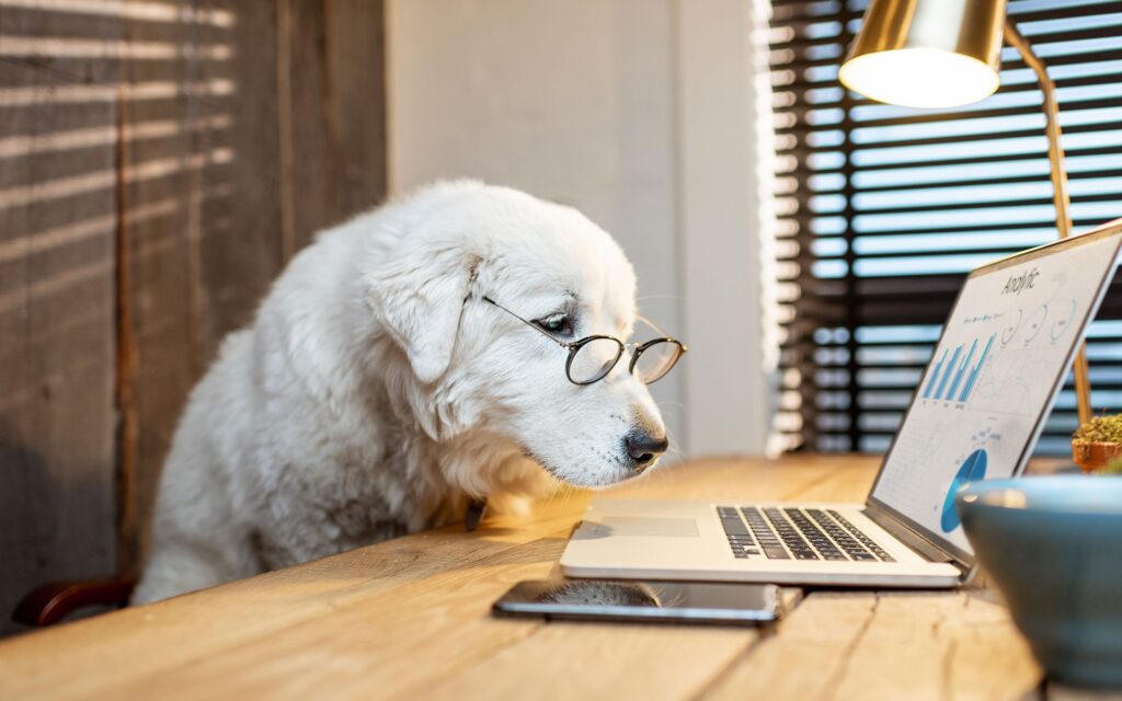 White Labrador wearing glasses looking at laptop working in the office