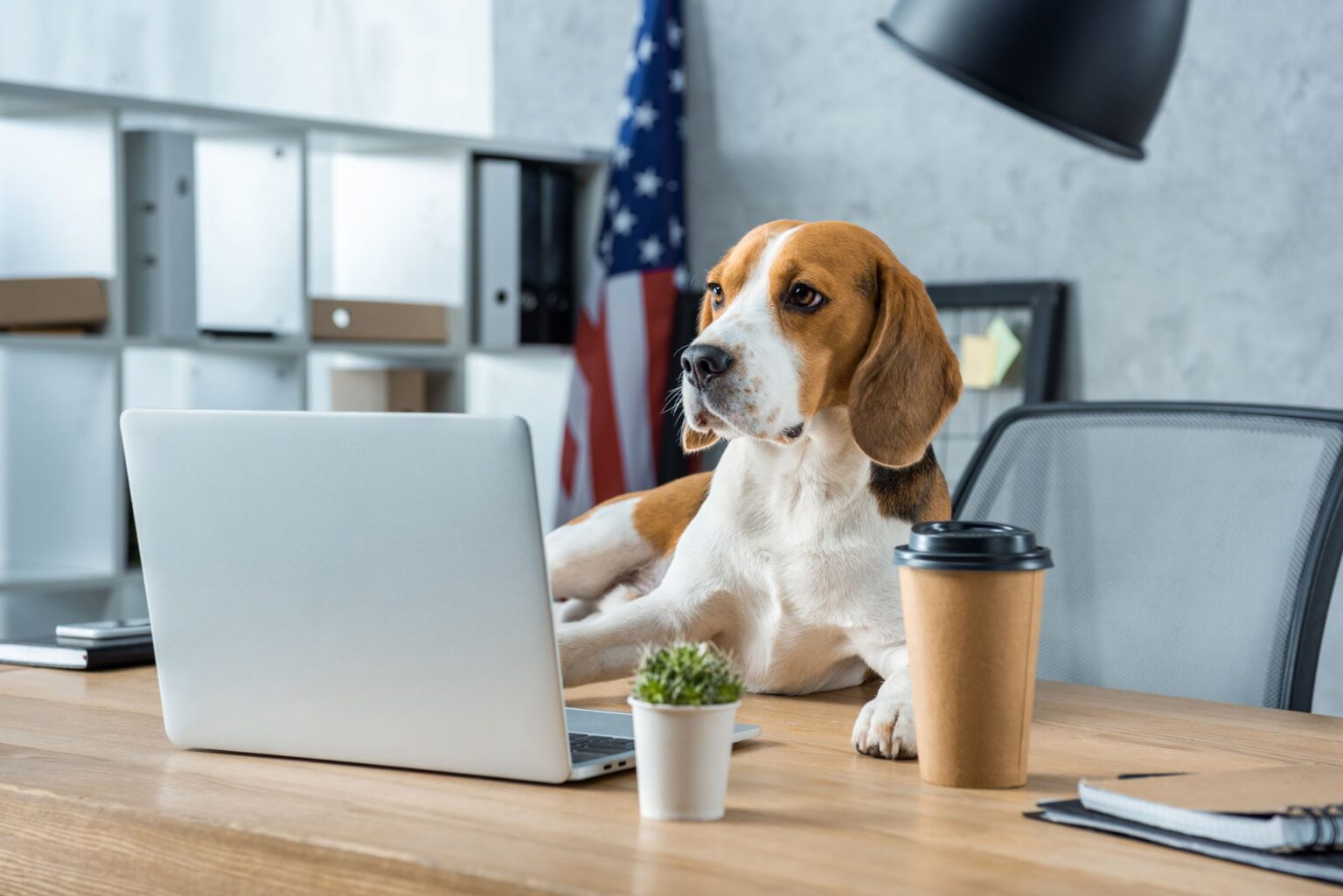 Beagle sat on brown desk next to coffee carton