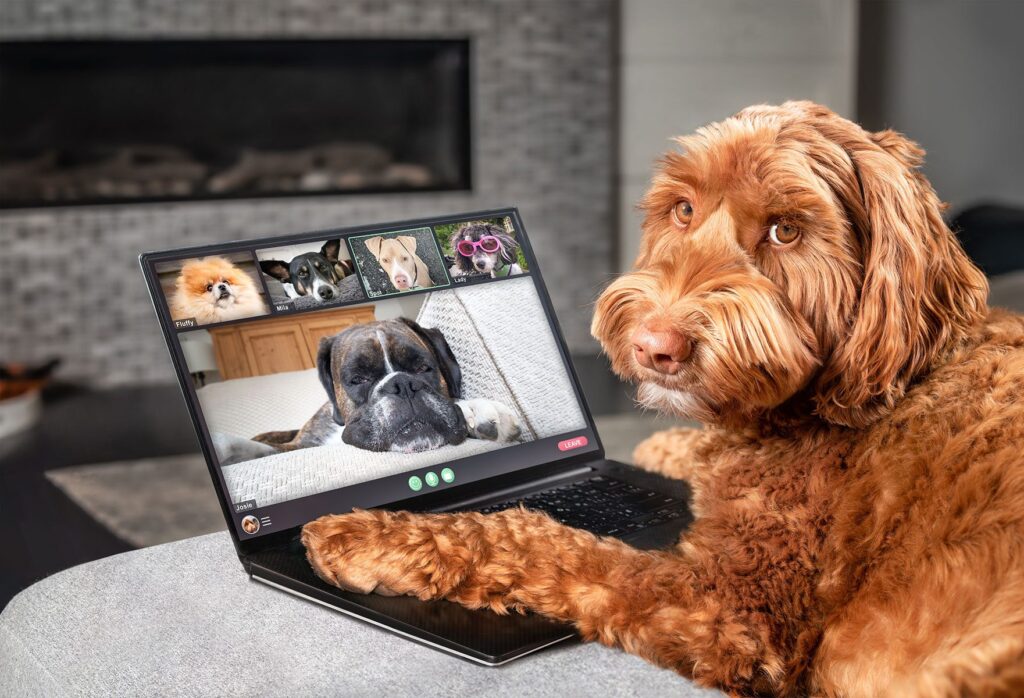Dogs on video meeting doing work